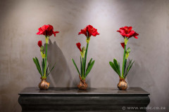 DSC_5637-rn3s
